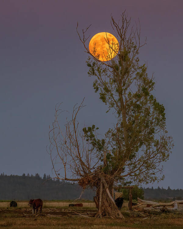 Lassen Art Print featuring the photograph Ranch Moon by Mike Lee