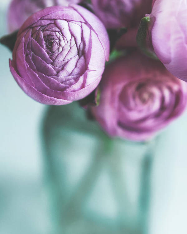Pink Flowers Art Print featuring the photograph Ranunculus Blush by Lupen Grainne