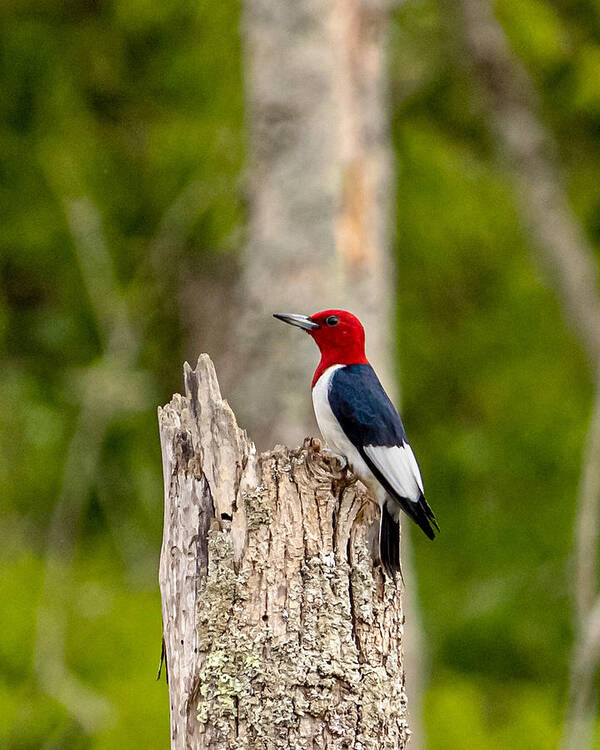 Red-headed Woodpecker Art Print featuring the photograph Red-headed Woodpecker by Rick Nelson