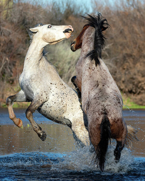 Wild Horses Art Print featuring the photograph River Dance by Mary Hone