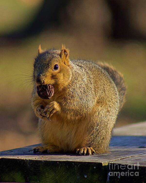 Squirrel Art Print featuring the photograph Rocky's prayer by Yvonne M Smith