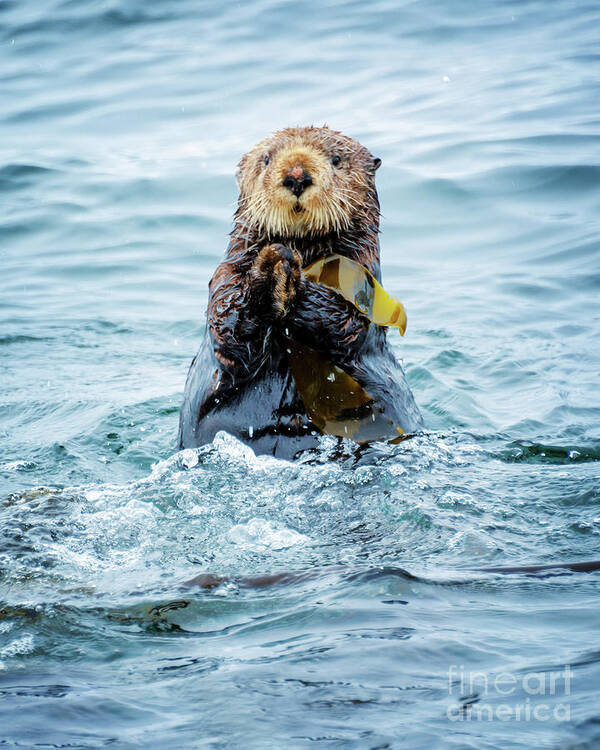 Sea otter portrait Art Print by Delphimages Photo Creations - Pixels