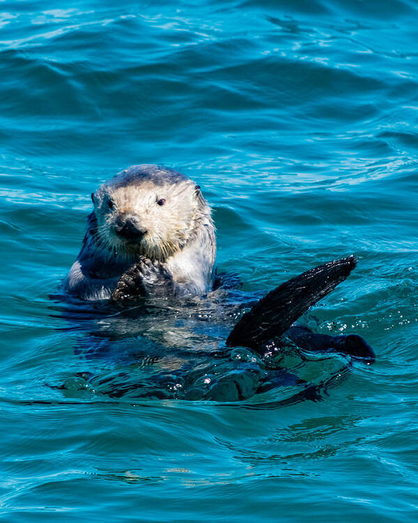 Sea Otter Art Print featuring the photograph Sea Otter Snack Time by Bonny Puckett