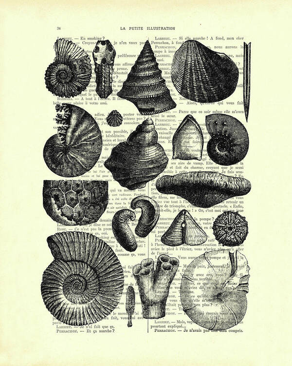 Seashell Art Print featuring the digital art Seashell collection in black and white by Madame Memento