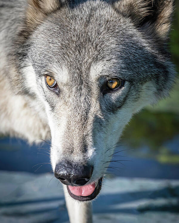 Wolf Art Print featuring the photograph Serious Close Up by Laura Hedien