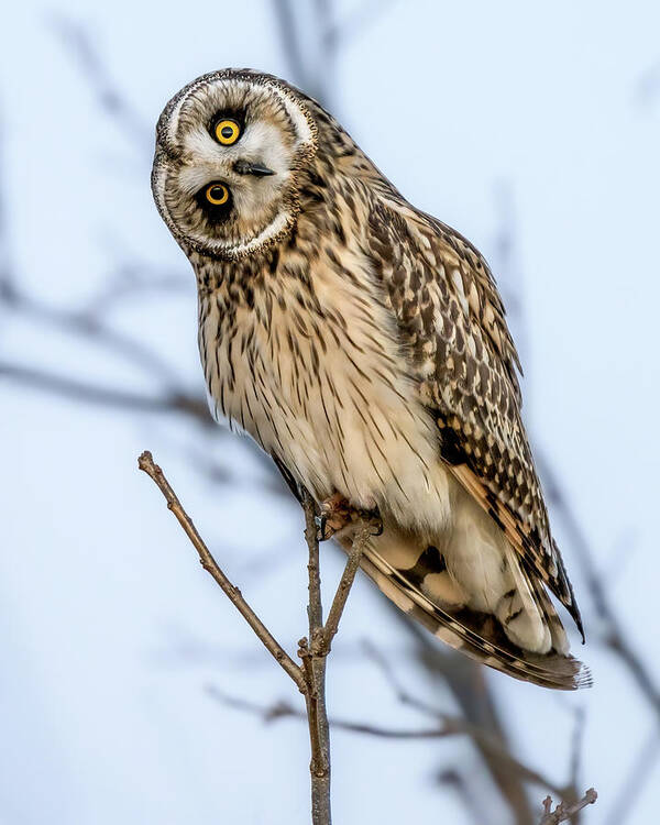 Short Eared Owl Art Print featuring the photograph Shorty by James Overesch