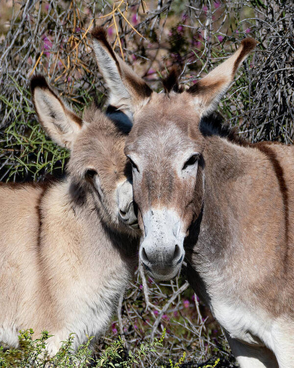 Wild Burros Art Print featuring the photograph Smushy Face by Mary Hone