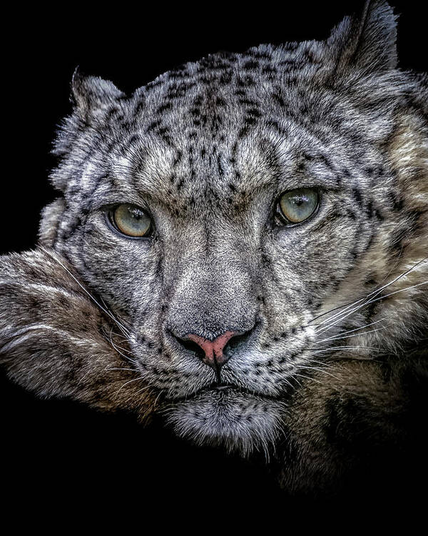 Snow Art Print featuring the photograph Snow Leopard by Chris Boulton by Chris Boulton