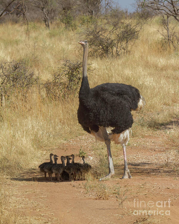 Bird Art Print featuring the photograph Somali Ostrich Family by Chris Scroggins