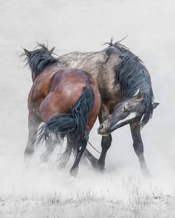 Horses Art Print featuring the photograph Spar Dusting by Lisa Manifold