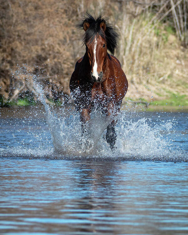 Wild Horses Art Print featuring the photograph Splash 1 by Mary Hone