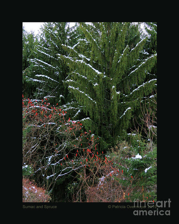 Winter Art Print featuring the photograph Sumac and Spruce by Patricia Overmoyer