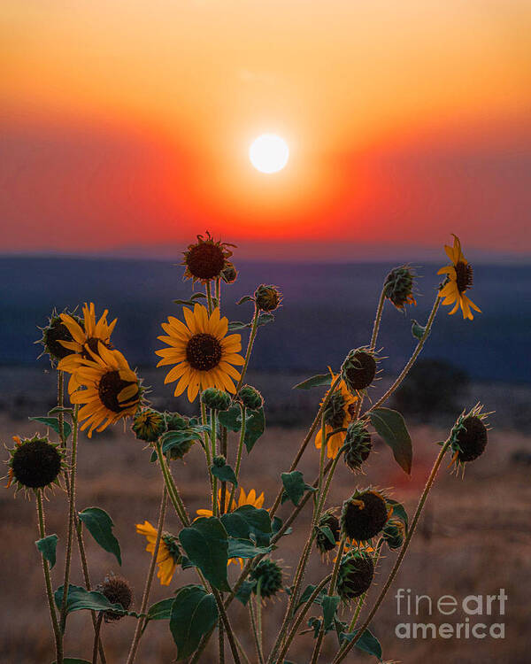 Sunset Art Print featuring the photograph Sunflower Sunset 1 by Elijah Rael