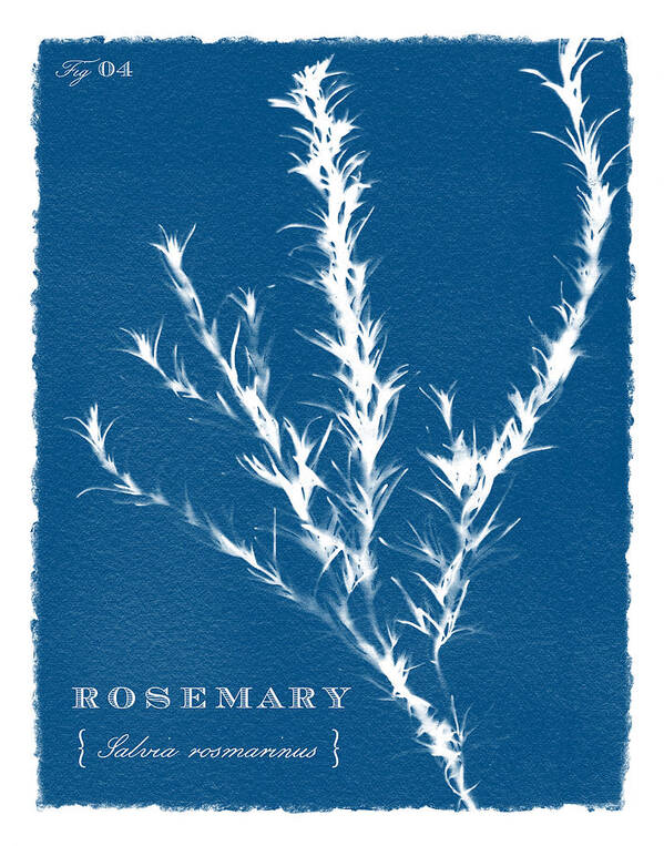Blue Art Print featuring the painting Sunprinted Herbs in Indigo - Rosemary - Art by Jen Montgomery by Jen Montgomery
