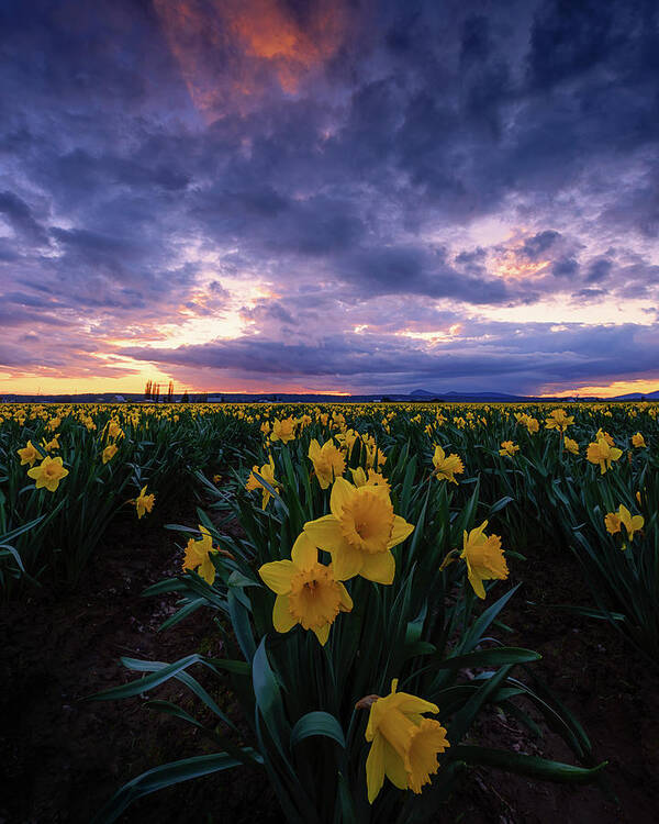 Skagit Valley Tulip Festival Art Print featuring the photograph Sunset and Daffodils by Dan Mihai