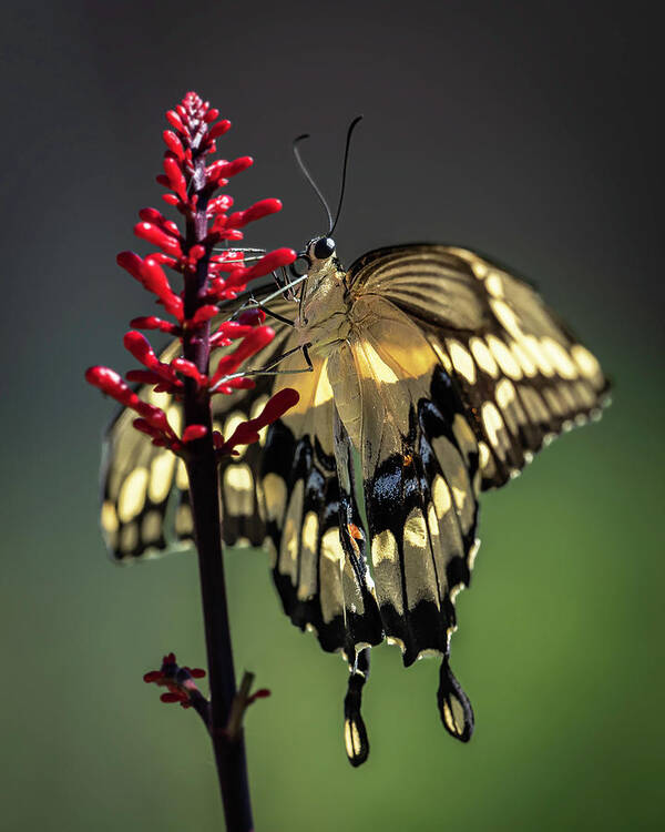 Butterfly Art Print featuring the photograph Swallowtail in the Summer by Laura Hedien