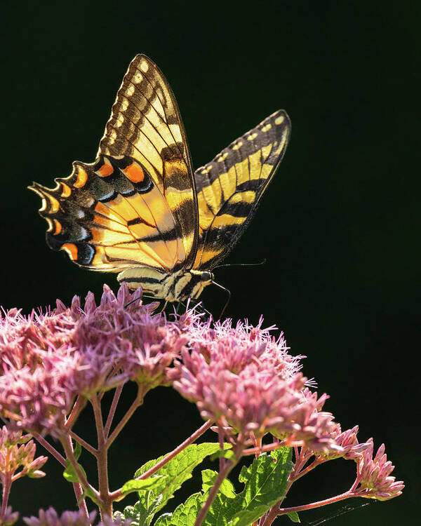 Butterfly Art Print featuring the photograph Swallowtail Summer Light by Rachel Morrison