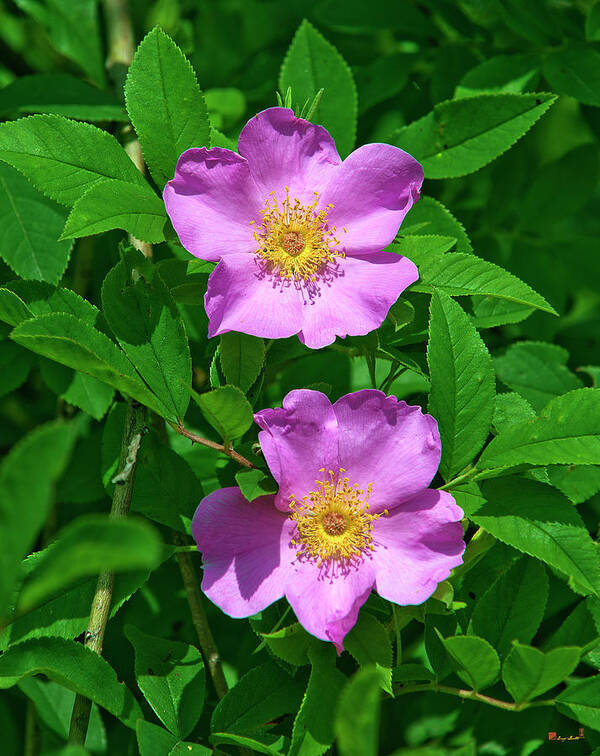 Nature Art Print featuring the photograph Swamp Roses Rosa palustris DSMF179 by Gerry Gantt