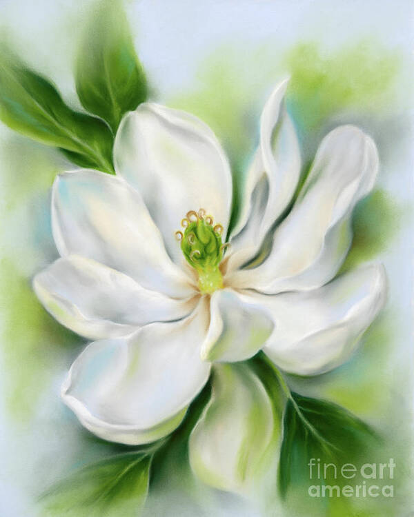 Botanical Art Print featuring the painting Sweet Bay Magnolia by MM Anderson
