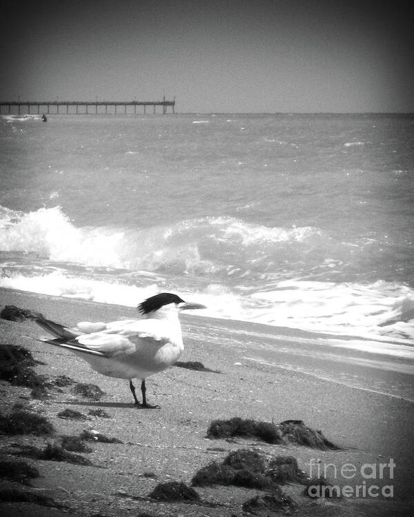 I’ve Lived Many Places In Life So Far Art Print featuring the photograph Tern Looking Out BW by Chris Andruskiewicz