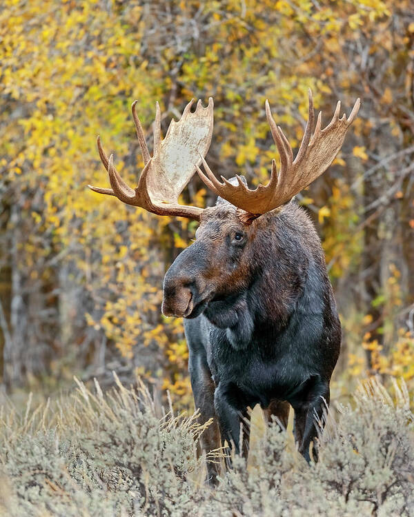 Bull Art Print featuring the photograph Teton Bull Moose by Gary Langley