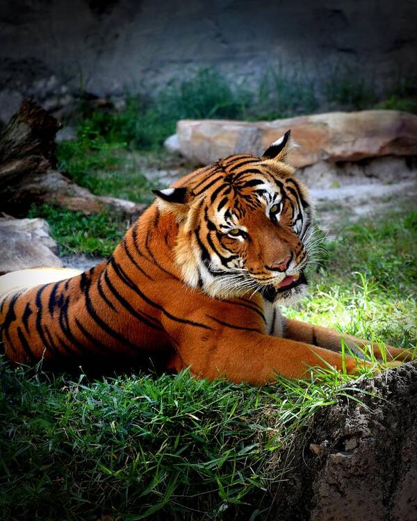 Tiger Art Print featuring the photograph Tiger Photo 143 by Lucie Dumas