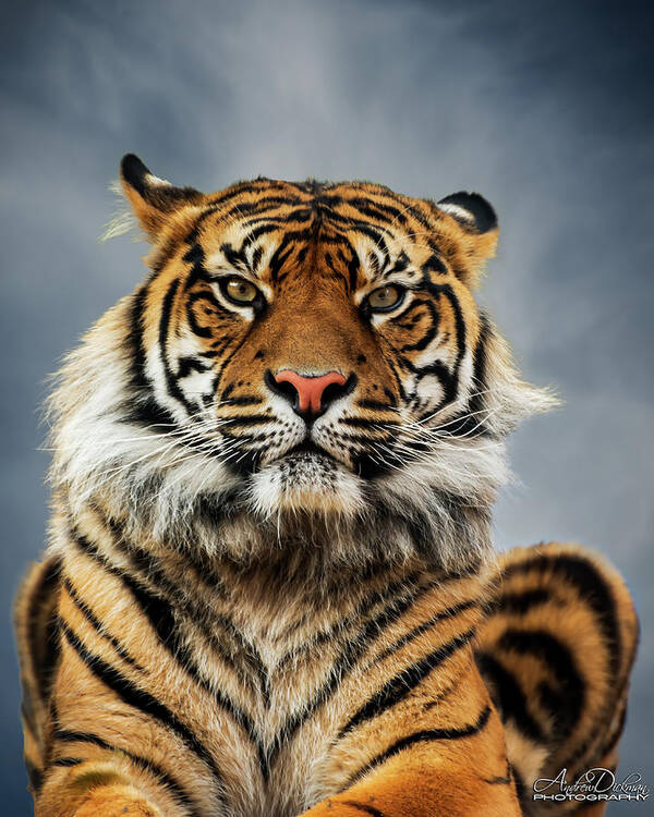 Tiger Art Print featuring the photograph Tiger Stare by Andrew Dickman