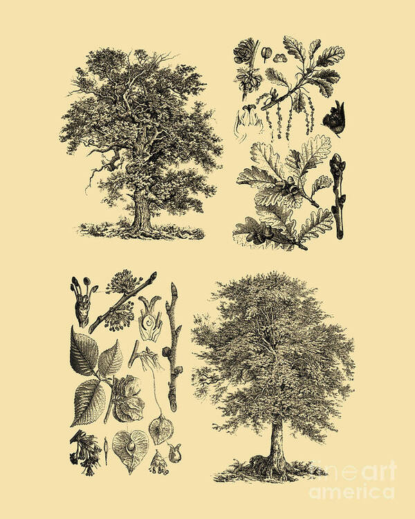 Tree Art Print featuring the digital art Tree Diagram by Madame Memento