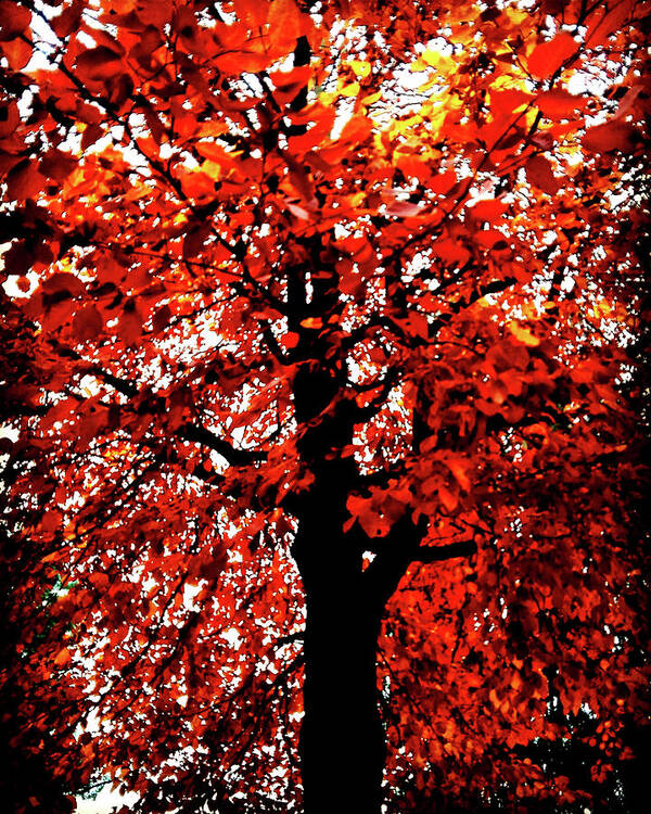 Tree Art Print featuring the photograph Tree of Flames by Mimulux Patricia No