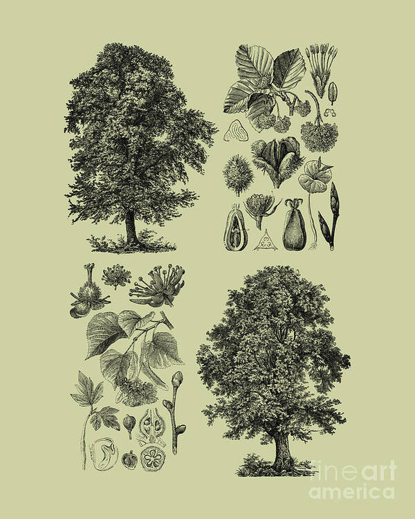 Tree Art Print featuring the mixed media Trees and seeds by Madame Memento