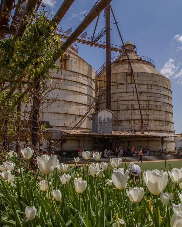 Silos Art Print featuring the photograph Twin Silos by Kevin Craft