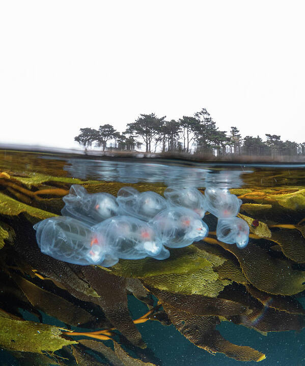 Salps Carmel California Coast Monterey Bay Point Lobos Art Print featuring the photograph Two Worlds by Bruce Sudweeks by California Coastal Commission