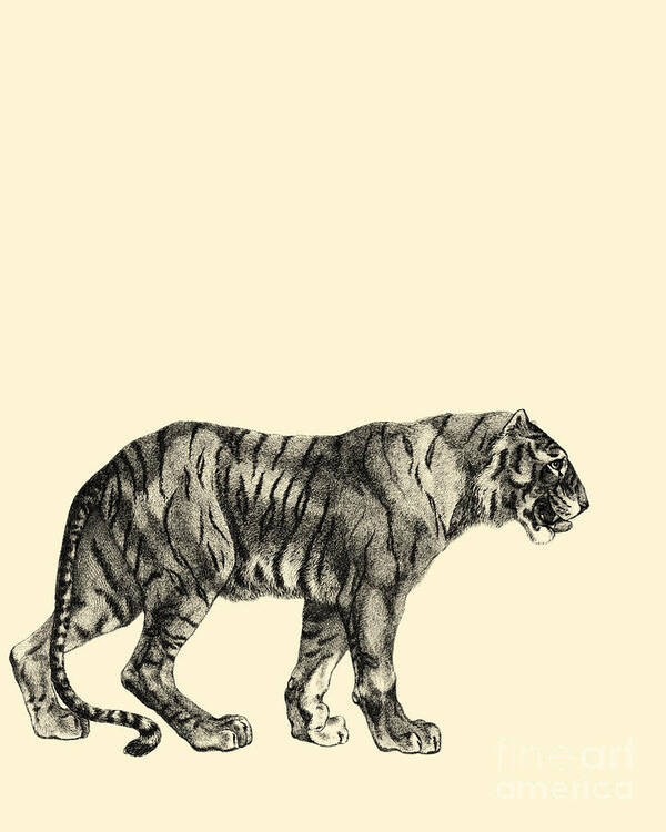 Tiger Art Print featuring the digital art Walking Tiger by Madame Memento