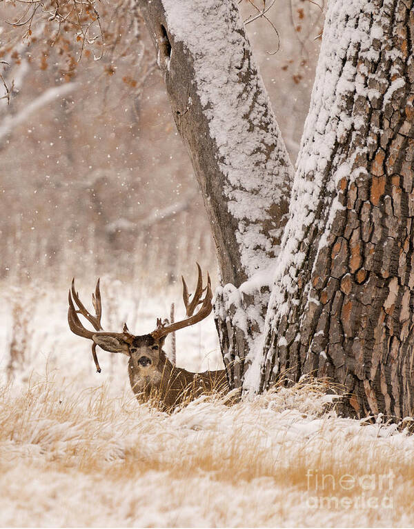Muledeer Art Print featuring the photograph Watching by Aaron Whittemore