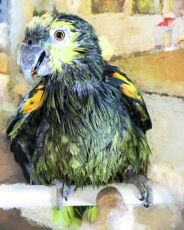Parrot Art Print featuring the photograph Wet Bird by Jennifer Grossnickle