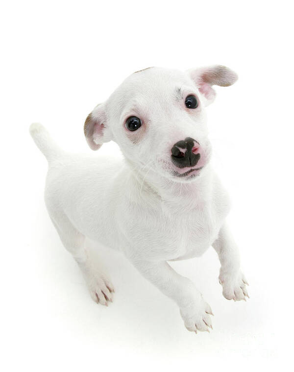 White Russell Terrier puppy Art Print Warren Photographic - Pixels