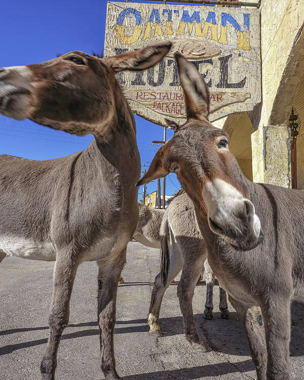 Donkeys Art Print featuring the photograph Wild And Crazy Long Ears by Don Schimmel