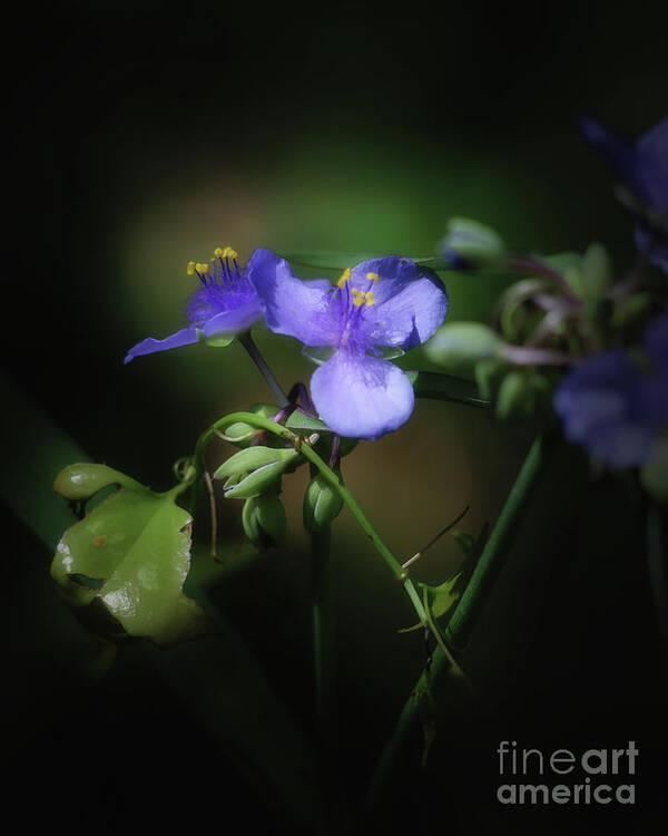Flowers Art Print featuring the photograph Wild flowers in purple by Neala McCarten
