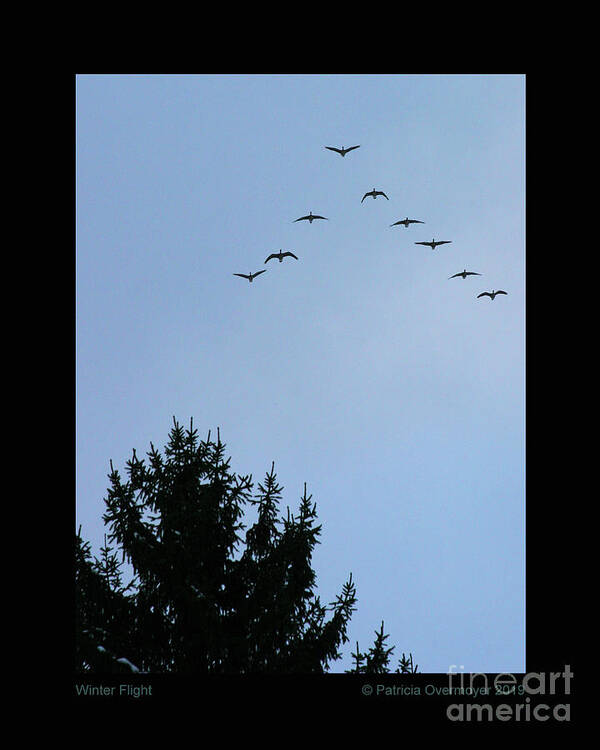 Geese Art Print featuring the photograph Winter Flight by Patricia Overmoyer