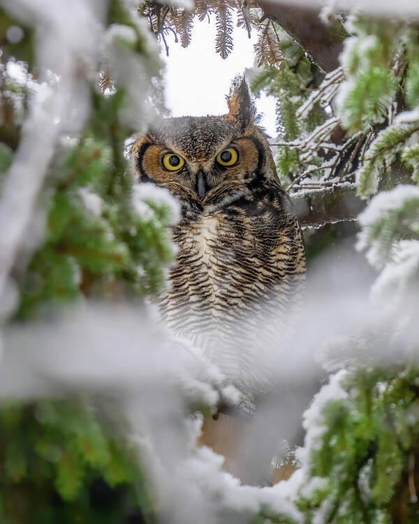 Great Horned Owl Art Print featuring the photograph Winters Haven by James Overesch