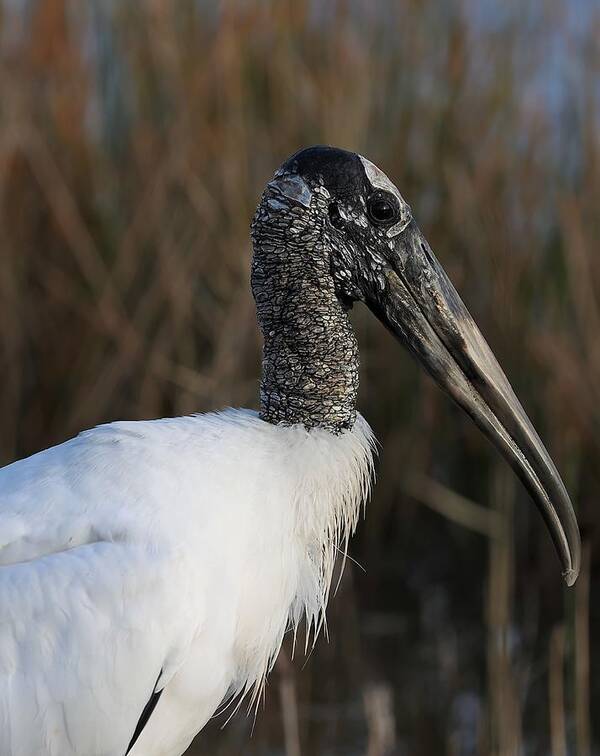 Wood Storks Art Print featuring the photograph Scaly Neck and Head by Mingming Jiang