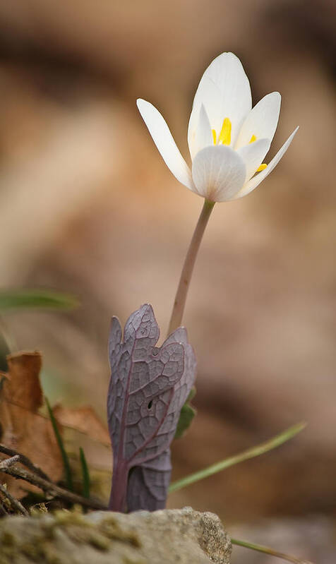 Bloodroot Art Print featuring the photograph Hold Me Tight.... Don't Let Go by Tammy Schneider