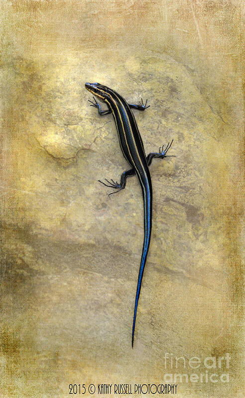 Lizard Art Print featuring the photograph Skink by Kathy Russell