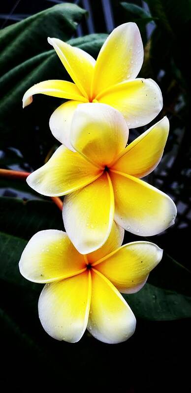 Frangipani Art Print featuring the photograph Plumeria by Alexis King-Glandon