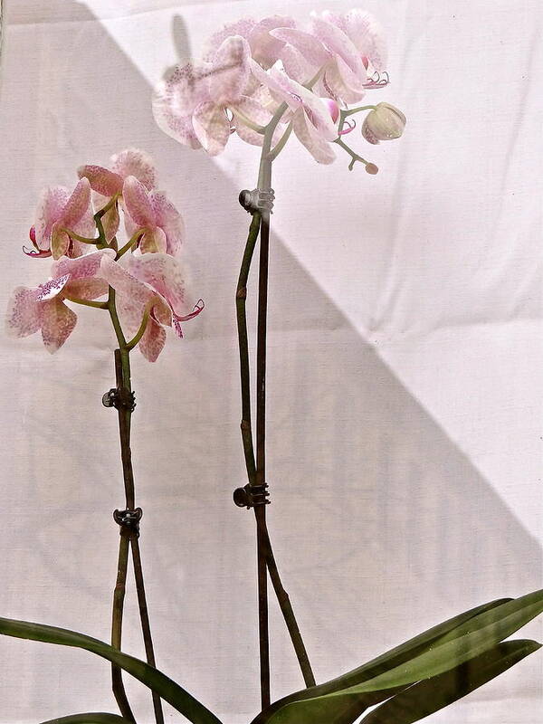 Orchids Art Print featuring the photograph Orchids in the Window by Ira Shander