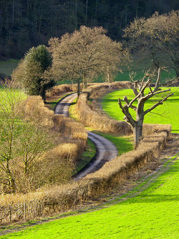 Fields Art Print featuring the photograph Winding Country Lane by Tony Murtagh