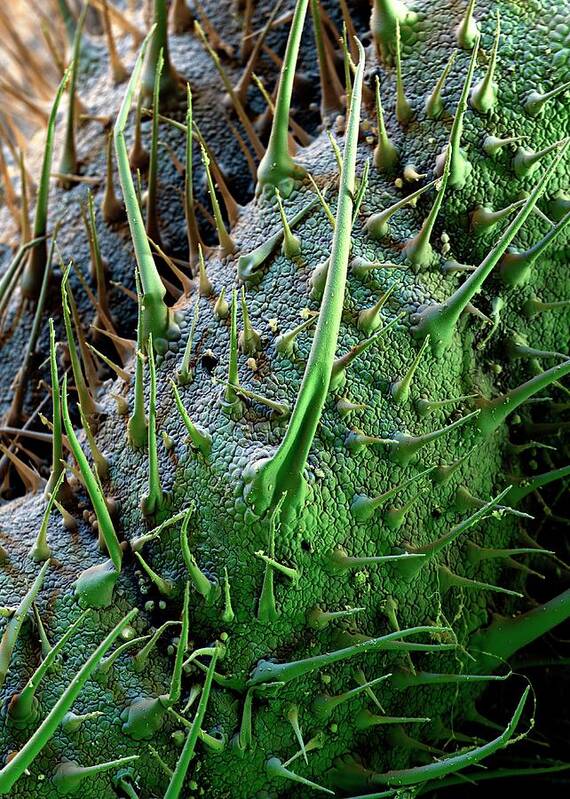 Borago Officinalis Art Print featuring the photograph Borage Trichomes #1 by Stefan Diller