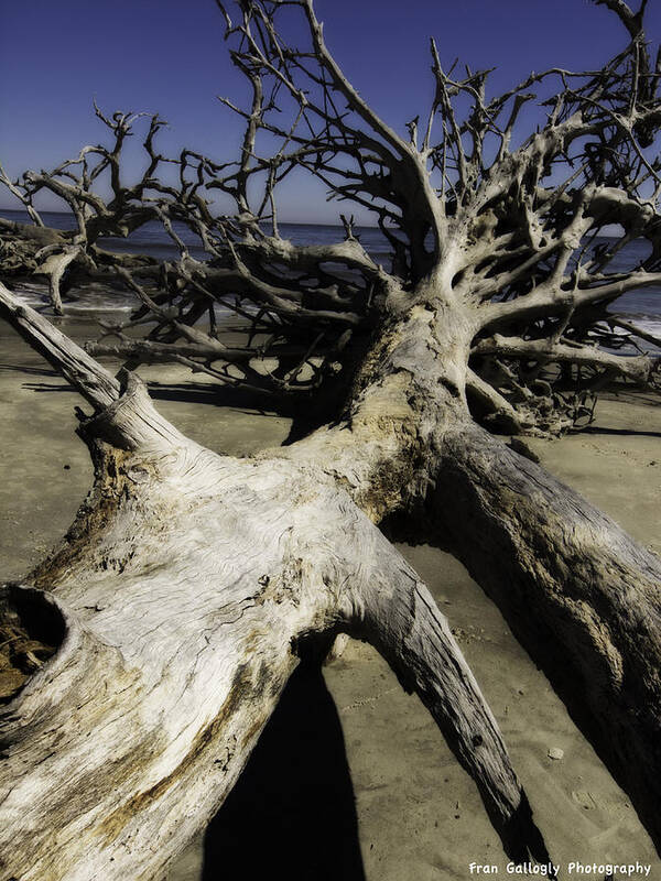 Georgia Art Print featuring the photograph Driftwood #1 by Fran Gallogly