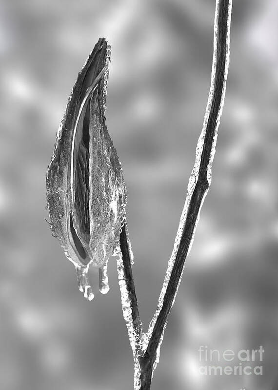 Milkweed Art Print featuring the photograph Milkweed in Ice #1 by Twenty Two North Photography