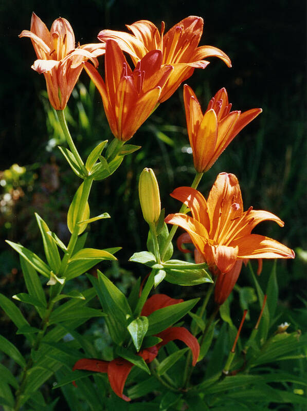 Flower Art Print featuring the photograph Orange Tiger Lilies #1 by Robert Lozen